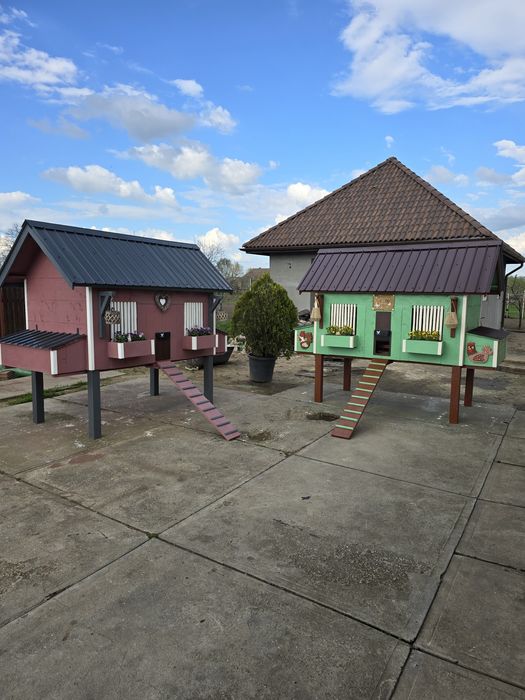 Cotet de găini  de vanzare