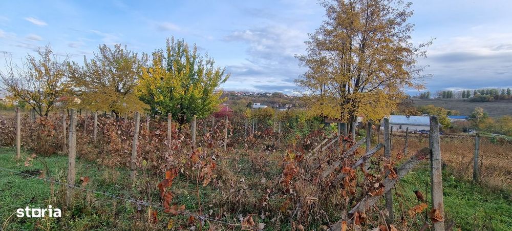 Teren intravilan imprejmuit la intrare in Curtesti