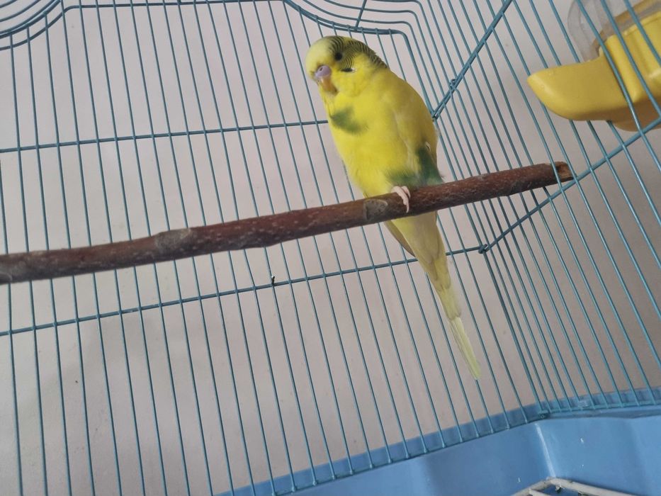 vand pui de perus,mascul