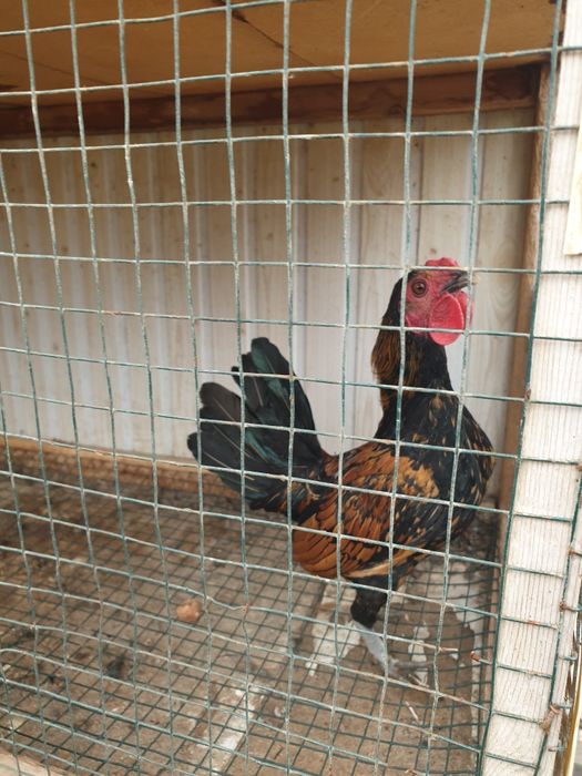 Срочно продаётся птицы все несут яйца