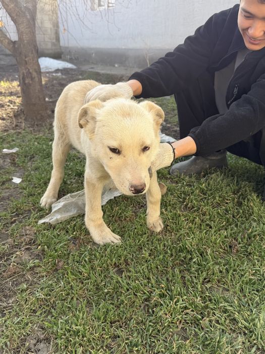 Щенок 5 месяцев оба