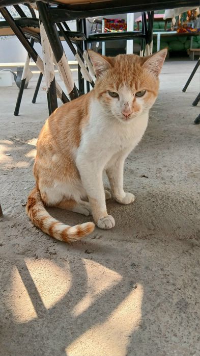 Zotdor chiroyli mushuk  200.000