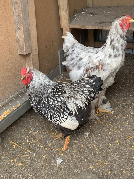 Vand cocosi brahma pe negru si splash si 1 wiandott si unu portelan