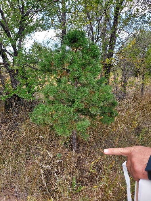 Лечение хвойных деревьев