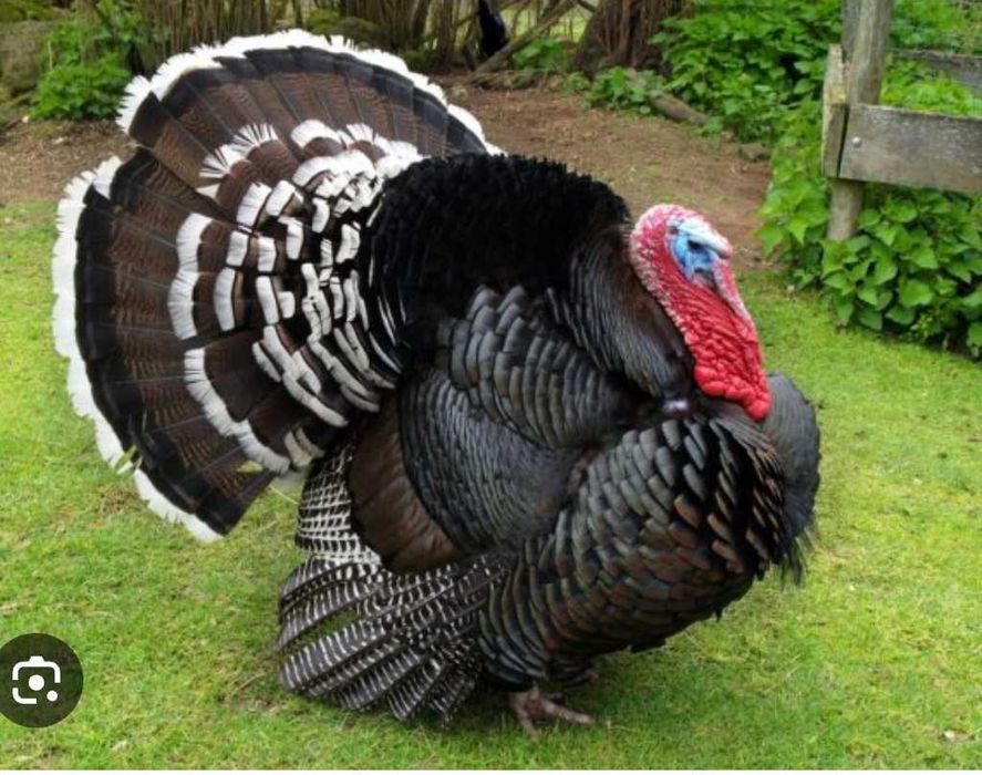 12 лв на кг Пуйки свободно гледани домашни  не са бройлерни