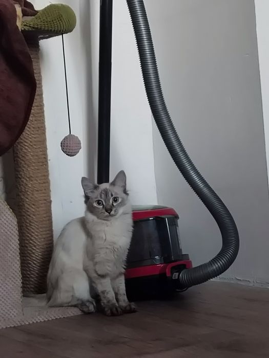 Отдам кошку в добрые руки