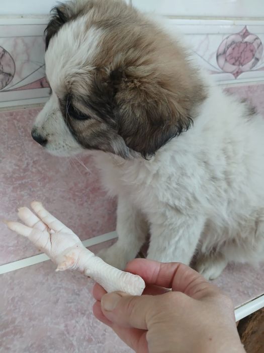 Отдам в добрые руки щенка