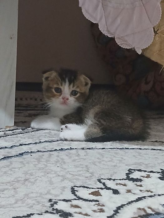 Котята . Mushukchalar