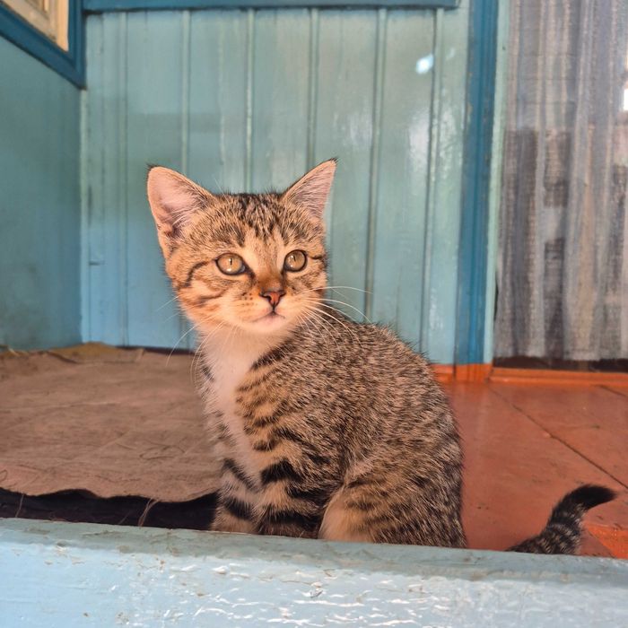 Отдам котят в добрые руки