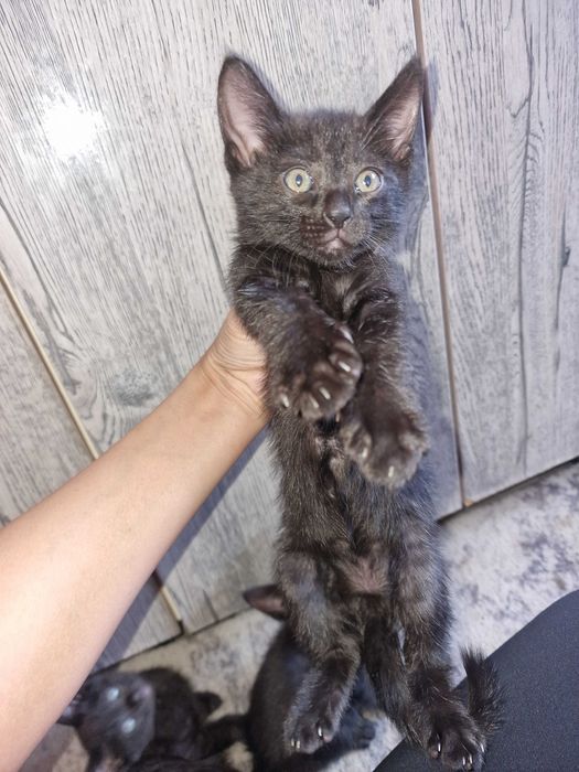 Красивые котята за шоколадку
