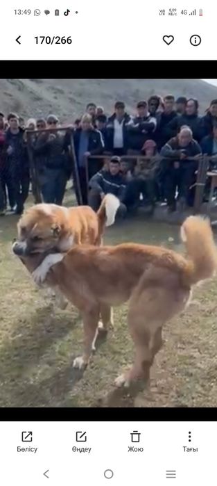 Ургашы тобет кушык