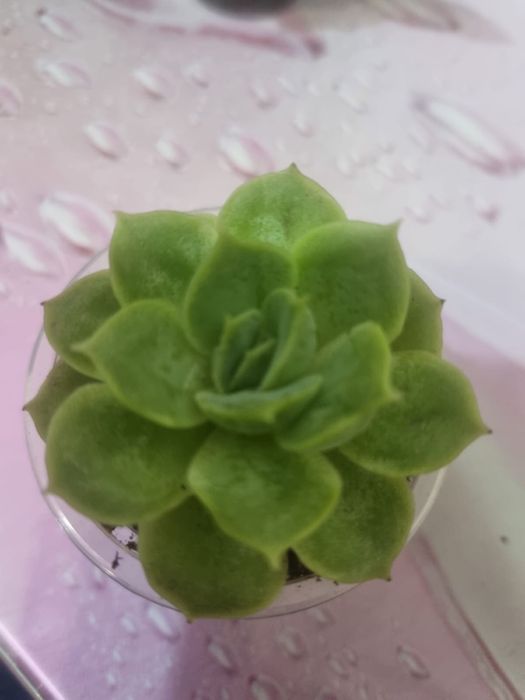 Продам Сукуленты