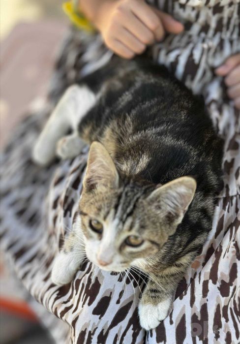 Отдам котят бесплатно в хорошие руки
