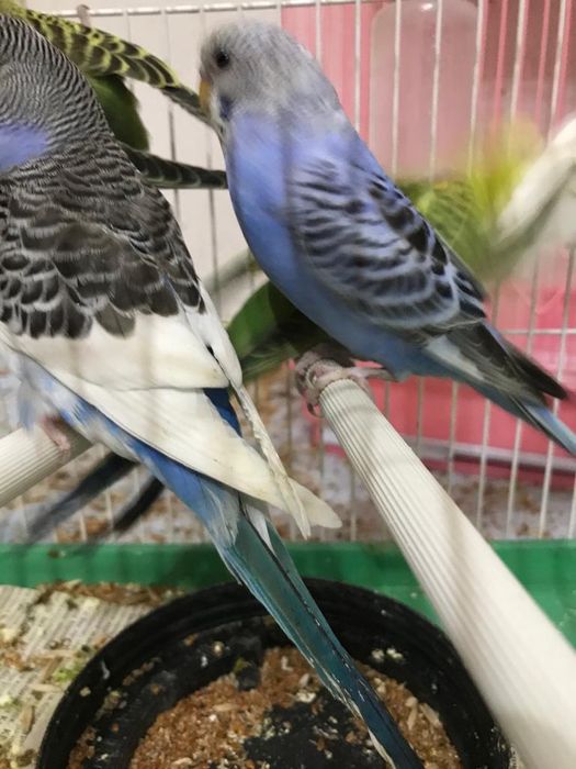 Волнистые попугаи птенцы