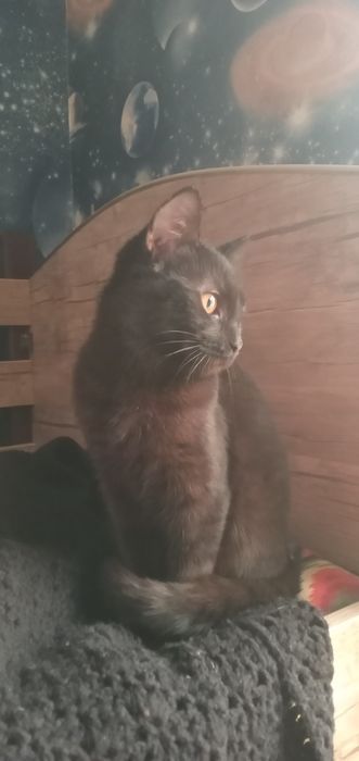 Mushuk 7 oylik mehribon qolarga topshiriladi.