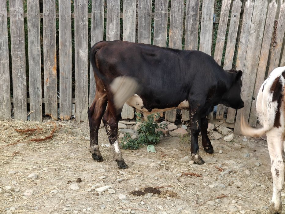 Vând vițică și tăuraș