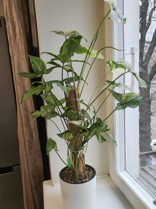 Сингониум 3 сорта в горшке.