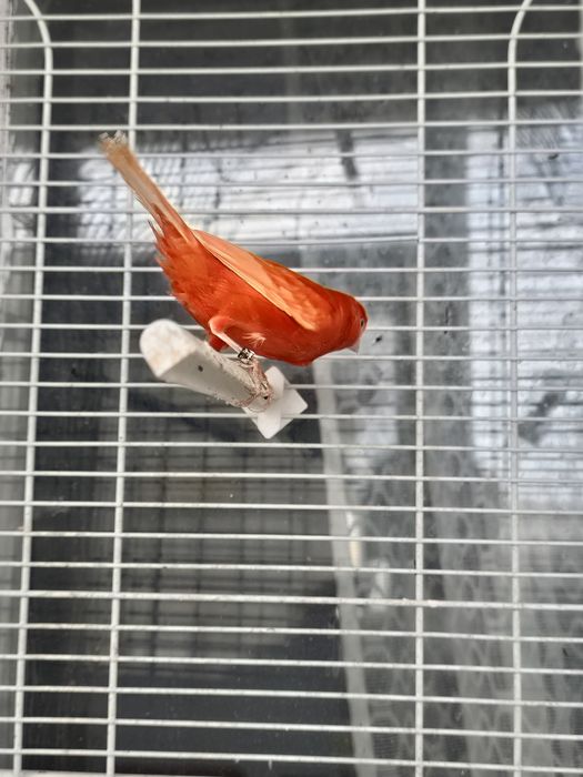 Canari candatori tineri 2025