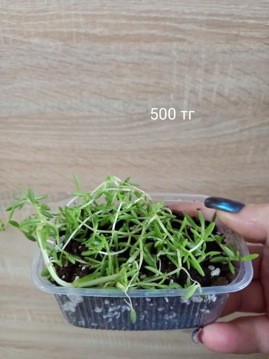 Продам комнатные цветочки