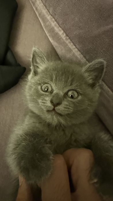 Шотладнский котенок