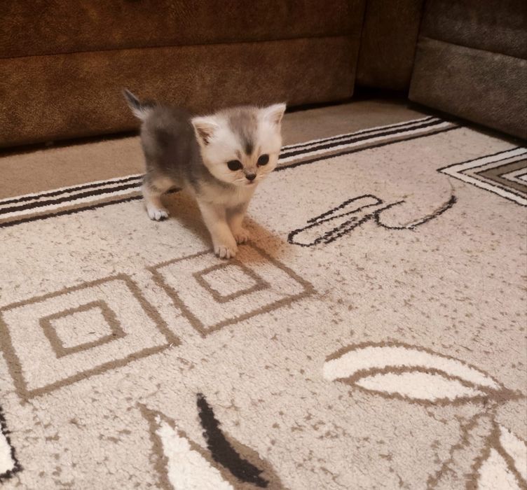 Продаются котята