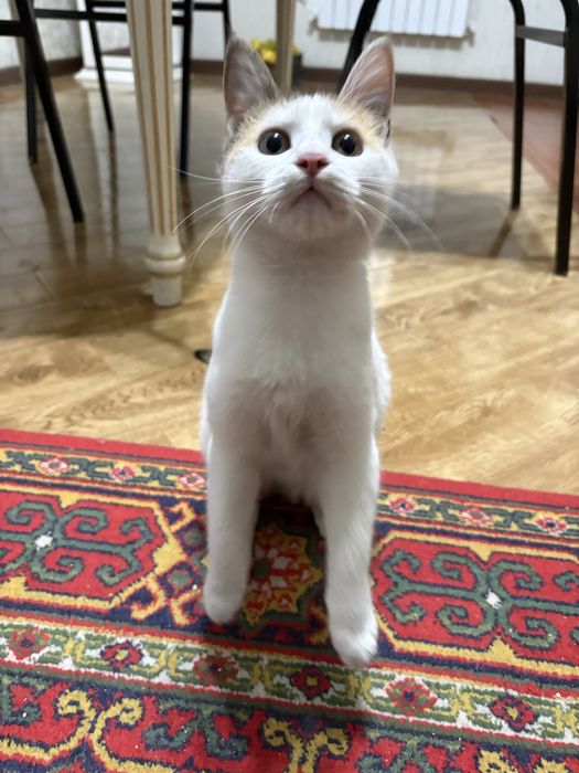 Котёнок турецкий ван отдам даром