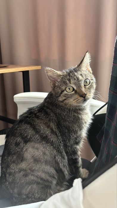 Умная кошка в добрые руки