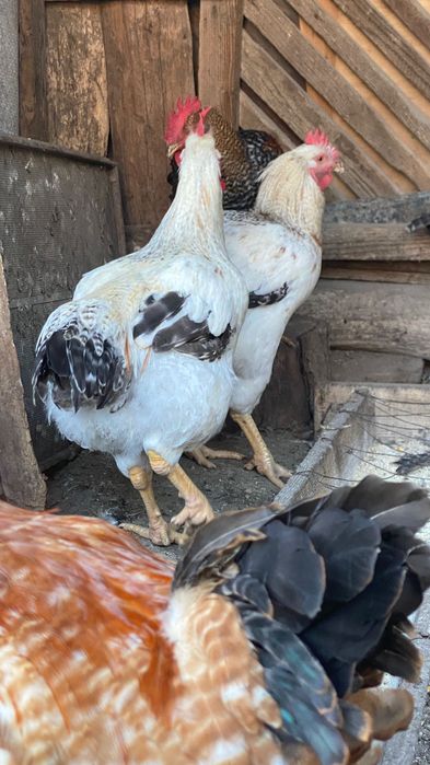 Cocoșii de vânzare