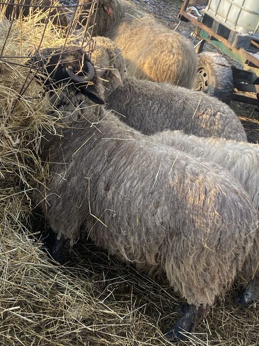 Berbeci rasa cu carne