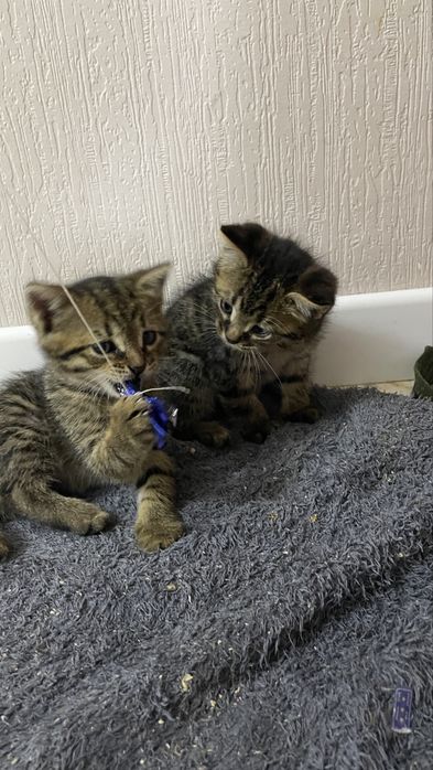Продам котят красивые