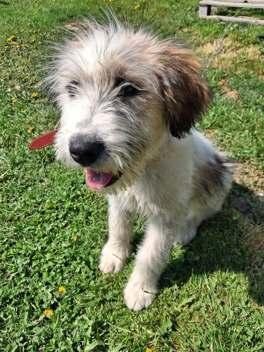 Donez cateluse gasita