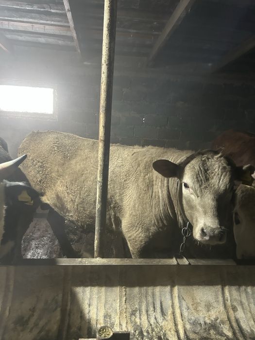 Продается бычки