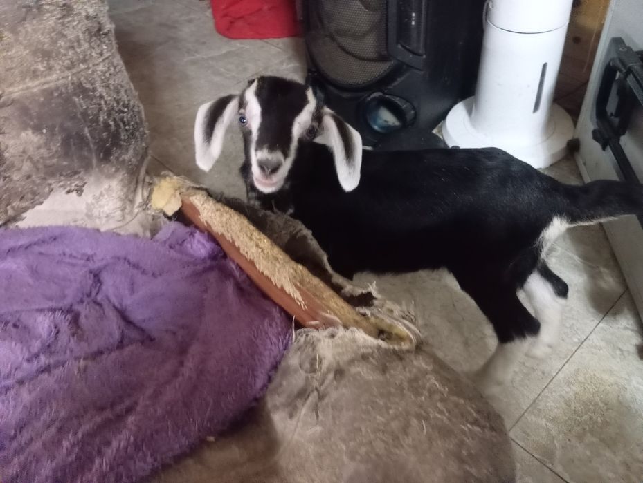 Продам козлят мальчиков