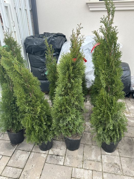 Vand 10 buc tuia smagard