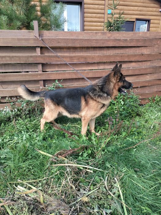 Продам кобеля немецкой овчарки