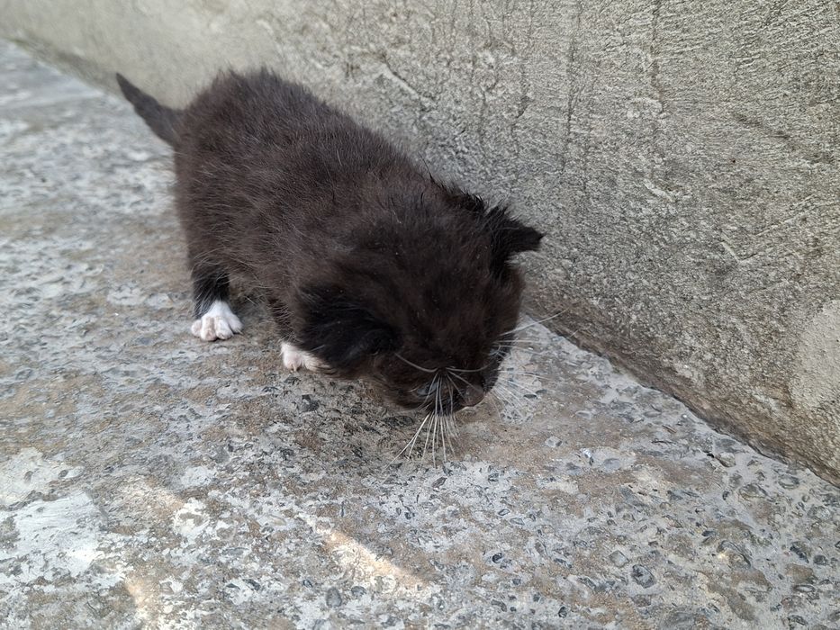 Отдам котят в хорошие руки
