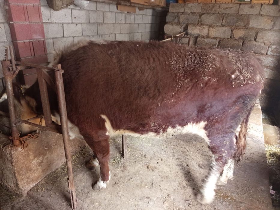 Корова возраст 4-5 лет