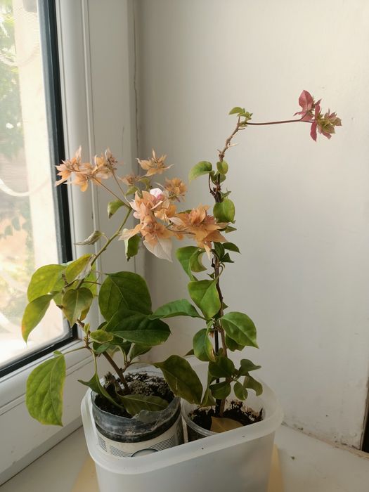 Комнатные цветы продается