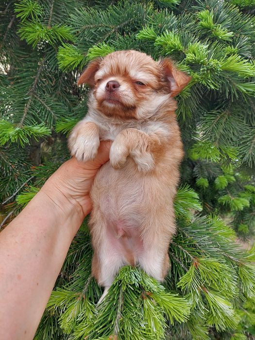 Продаю щенка чихуахуа