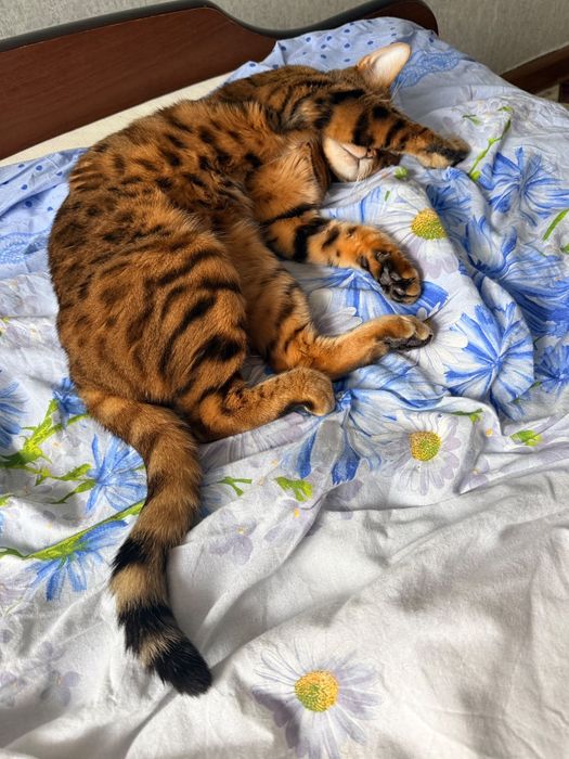 Бенгальская кошка