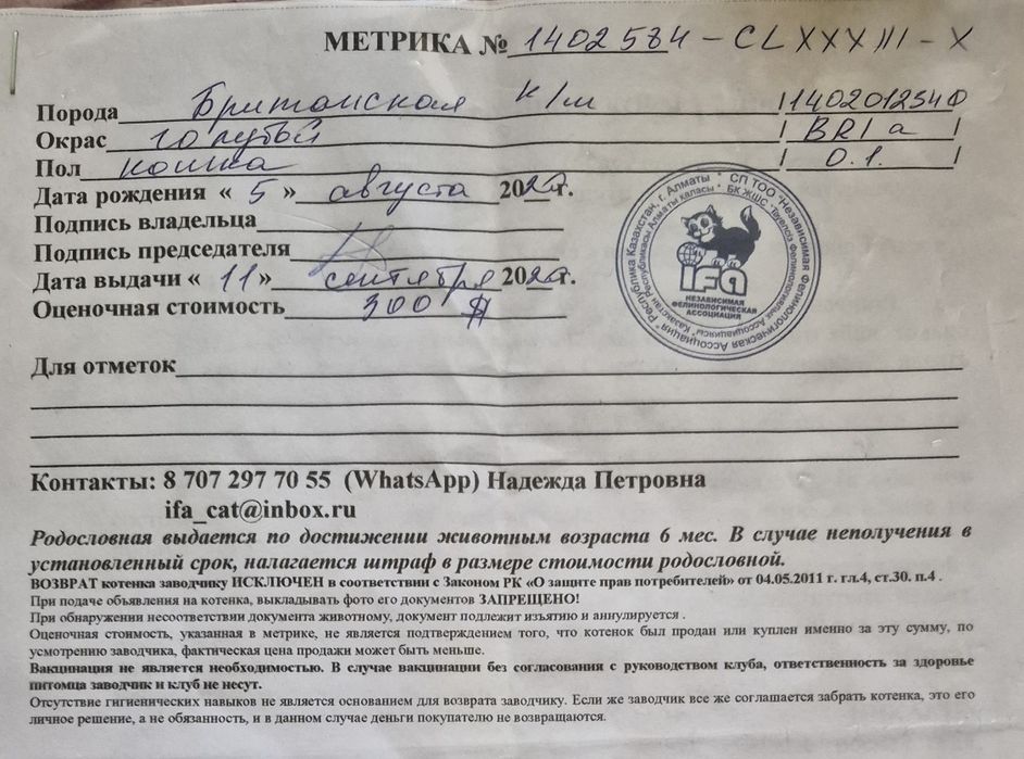 Кошка британская