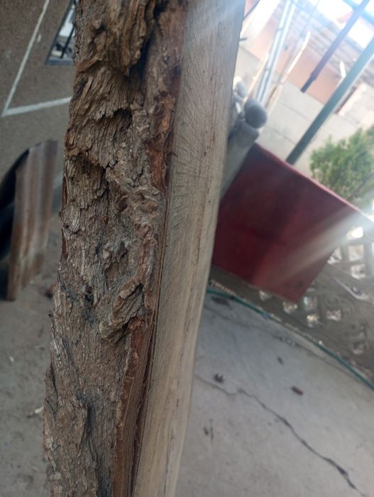 Продам карагач.(Целый)