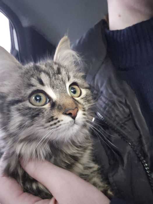 Девочка Пуша  в поисках дома! Ташкент!