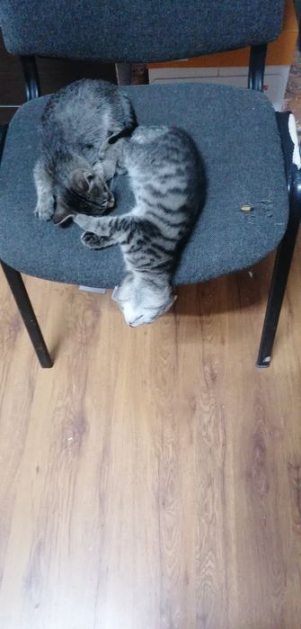 Котята, мать крысолов, мальчик и девочка