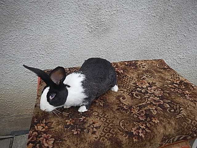 Vand iepuri Hycole francez - Masculi si femele