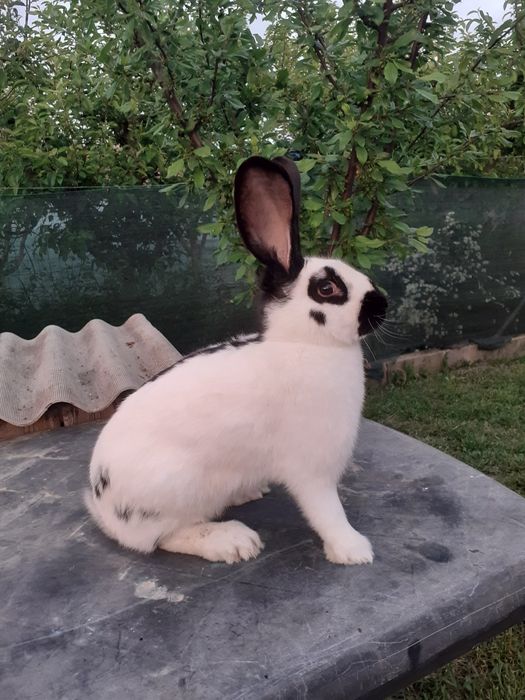 Femela de metis pestriț