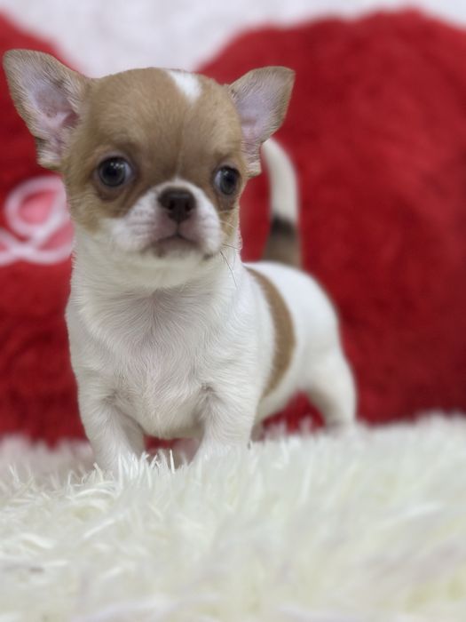 Красотка чихуашечка