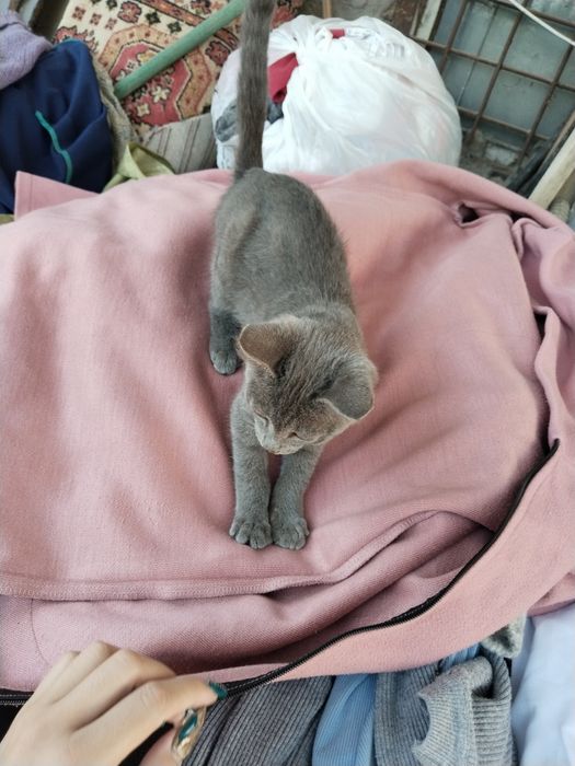 Отдаю котёнка в добрые руки!