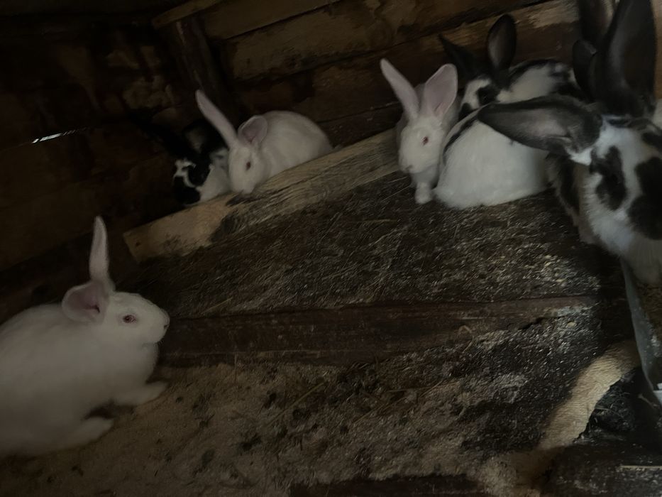 Продавам зайци кръстоска