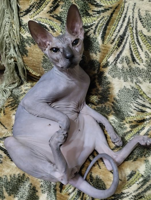 Канадский сфинкс